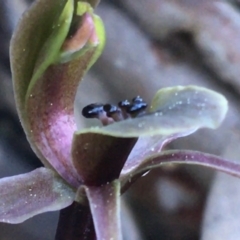 Chiloglottis x pescottiana at Acton, ACT - suppressed