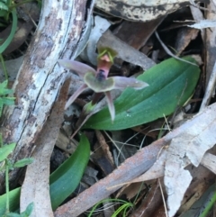 Chiloglottis x pescottiana at Acton, ACT - suppressed