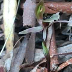 Chiloglottis x pescottiana at Acton, ACT - suppressed