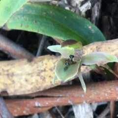 Chiloglottis x pescottiana at Acton, ACT - suppressed