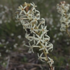 Stackhousia monogyna (Creamy Candles) at Conder, ACT - 17 Sep 2021 by MichaelBedingfield