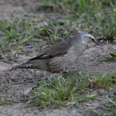 Climacteris picumnus victoriae (Brown Treecreeper) at Splitters Creek, NSW - 28 Sep 2021 by PaulF