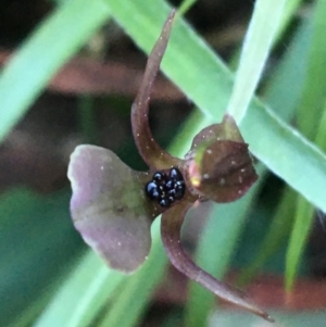 Chiloglottis trapeziformis at Acton, ACT - suppressed