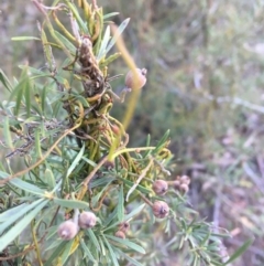 Cassytha pubescens (Devil's Twine) at Acton, ACT - 26 Sep 2021 by NedJohnston