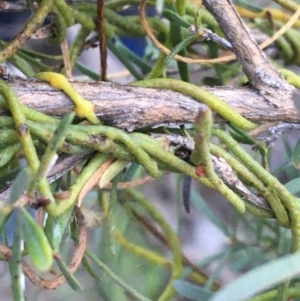 Cassytha pubescens at Acton, ACT - 26 Sep 2021