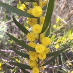 Acacia lanigera var. lanigera (Woolly Wattle, Hairy Wattle) at Farrer, ACT - 26 Sep 2021 by NedJohnston