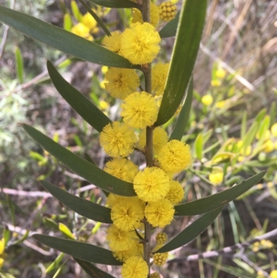 Acacia lanigera var. lanigera (Woolly Wattle, Hairy Wattle) at Farrer, ACT - 26 Sep 2021 by Ned_Johnston