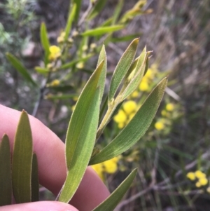 Acacia lanigera var. lanigera at Farrer, ACT - 27 Sep 2021 08:53 AM