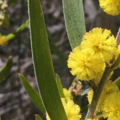 Acacia lanigera var. lanigera at Farrer, ACT - 27 Sep 2021 08:53 AM