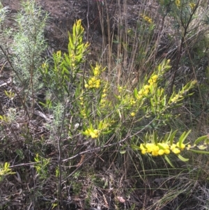 Acacia lanigera var. lanigera at Farrer, ACT - 27 Sep 2021 08:53 AM