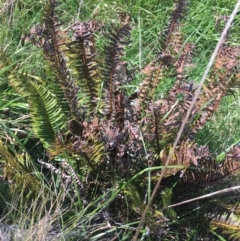 Blechnum nudum (Fishbone Water Fern) at Tuggeranong DC, ACT - 27 Sep 2021 by NedJohnston