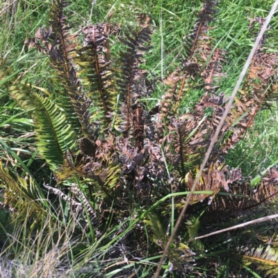 Blechnum nudum (Fishbone Water Fern) at Tuggeranong DC, ACT - 27 Sep 2021 by NedJohnston