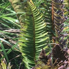 Blechnum nudum at Tuggeranong DC, ACT - 27 Sep 2021 09:25 AM