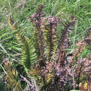 Blechnum nudum at Tuggeranong DC, ACT - 27 Sep 2021 09:25 AM