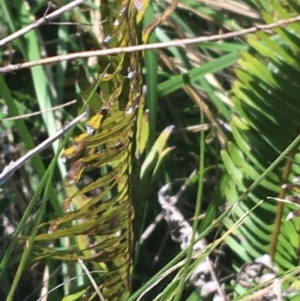 Blechnum nudum at Tuggeranong DC, ACT - 27 Sep 2021 09:25 AM