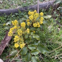 Berberis aquifolium (Oregon Grape) at Majura, ACT - 27 Sep 2021 by rosiecooney