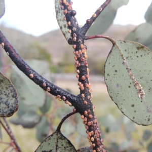 Eriococcus coriaceus at Conder, ACT - 17 Sep 2021