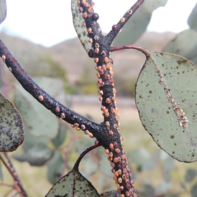 Eriococcus coriaceus (Gumtree Scale) at Tuggeranong Hill - 17 Sep 2021 by michaelb