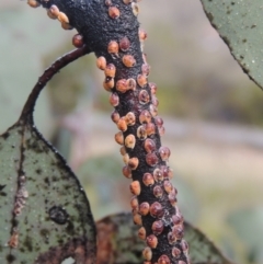 Eriococcus coriaceus at Conder, ACT - 17 Sep 2021