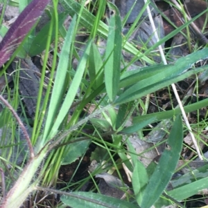 Trifolium arvense at Farrer, ACT - 27 Sep 2021