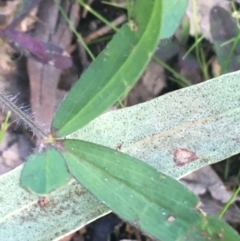 Trifolium arvense at Farrer, ACT - 27 Sep 2021