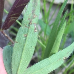 Trifolium arvense at Farrer, ACT - 27 Sep 2021