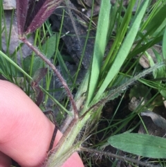 Trifolium arvense at Farrer, ACT - 27 Sep 2021