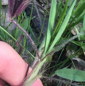 Trifolium arvense at Farrer, ACT - 27 Sep 2021 09:30 AM