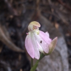 Caladenia carnea (Pink Fingers) at Black Mountain - 29 Sep 2021 by Ned_Johnston