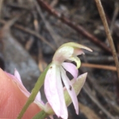 Caladenia carnea at Downer, ACT - 29 Sep 2021