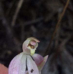 Caladenia carnea at Downer, ACT - 29 Sep 2021