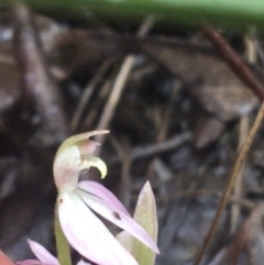 Caladenia carnea at Downer, ACT - 29 Sep 2021