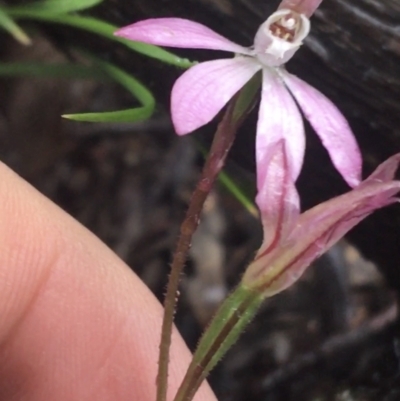 Caladenia carnea (Pink Fingers) at Acton, ACT - 29 Sep 2021 by Ned_Johnston