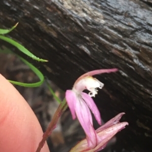 Caladenia carnea at Acton, ACT - suppressed