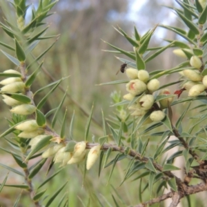 Melichrus urceolatus at Conder, ACT - 17 Sep 2021