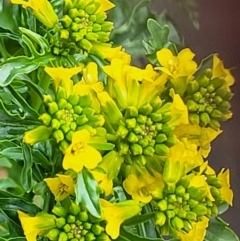 Barbarea verna (Wintercress, American Cress) at Latham, ACT - 30 Sep 2021 by trevorpreston