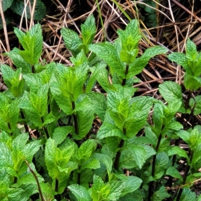 Mentha spicata (Garden Mint) at Latham, ACT - 30 Sep 2021 by trevorpreston