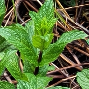 Mentha spicata at Latham, ACT - 30 Sep 2021 10:59 AM