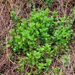 Mentha spicata at Latham, ACT - 30 Sep 2021 10:59 AM