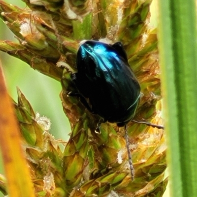Arsipoda chrysis (Flea beetle) at Latham, ACT - 30 Sep 2021 by tpreston
