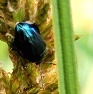 Arsipoda chrysis at Latham, ACT - 30 Sep 2021