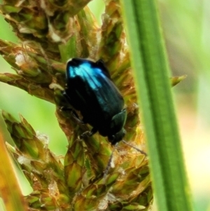 Arsipoda chrysis at Latham, ACT - 30 Sep 2021