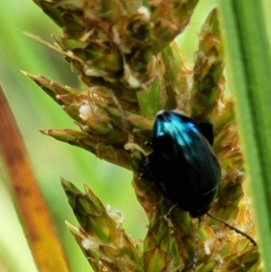 Arsipoda chrysis at Latham, ACT - 30 Sep 2021