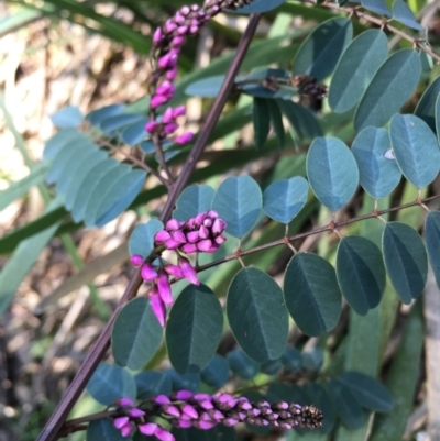 Indigofera australis subsp. australis (Australian Indigo) at Lower Boro, NSW - 24 Sep 2021 by mcleana