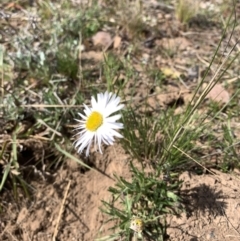 Brachyscome dentata (Lobe-Seed Daisy) at Black Flat at Corrowong - 28 Sep 2021 by BlackFlat