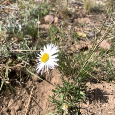 Brachyscome dentata (Lobe-Seed Daisy) at Black Flat at Corrowong - 28 Sep 2021 by BlackFlat