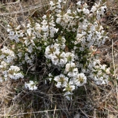 Leucopogon fraseri (Sharp Beard-heath) at Corrowong, NSW - 28 Sep 2021 by BlackFlat