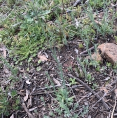 Linaria arvensis (Corn Toadflax) at Corrowong, NSW - 28 Sep 2021 by BlackFlat