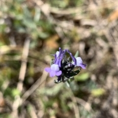 Linaria arvensis at Corrowong, NSW - 28 Sep 2021 12:19 PM