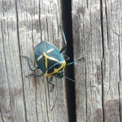 Commius elegans (Cherry Ballart Shield Bug) at O'Connor, ACT - 30 Sep 2021 by LD12